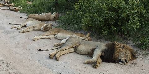 Eco Lodge Kruger Safari