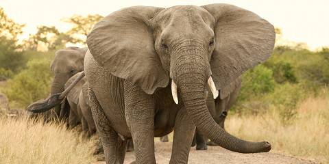 3-Day Greater Kruger - Kwambili Safari Lodge