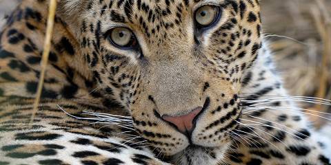 Luxury Sabi Sands Reserve & Victoria Falls Safari