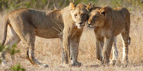 3-Day Kruger National Park Tour