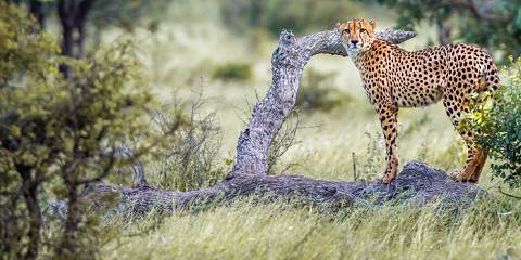 5-Day Eco Lodge Kruger Safari