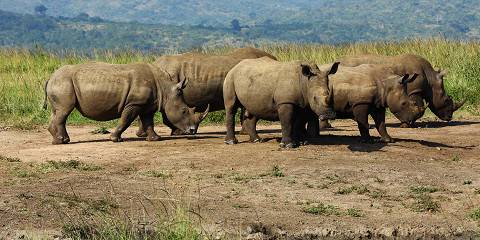 Private Kruger Safari