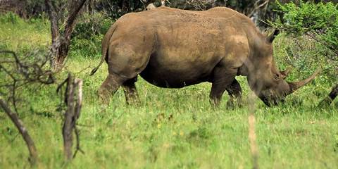 4-Day Kruger Safari Package - Bush and Rhino