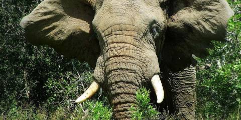 Big 5 Fly-in African Safari from Cape Town