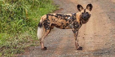 4-Day Kruger Wildlife Safari – Tremisana Lodge Stay