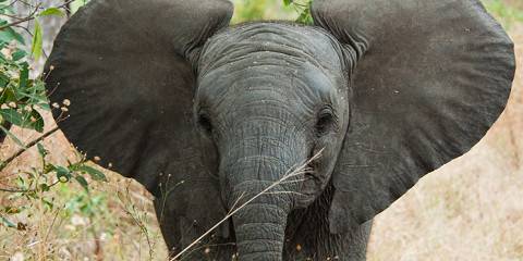 Best of Zambia's Wildlife Safari