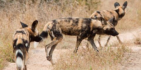 South Africa Safari Tour in Madikwe