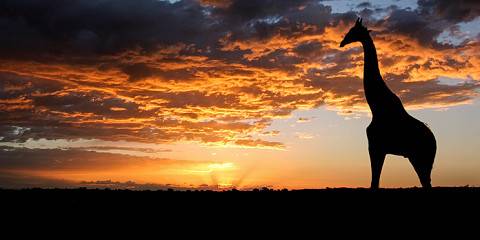 5-Day Kgalagadi Guided Self-Drive Budget Camping Tour