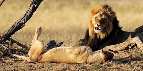 3-Day 2-Night Okavango Delta and Moremi Highlights