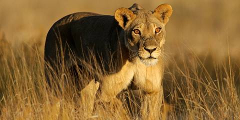 3-Day Kruger Park & Scenic Panorama Route Safari