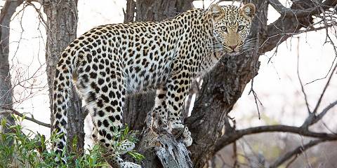 4-Day Luxury Safari Sabi Sands, Kruger, South Africa