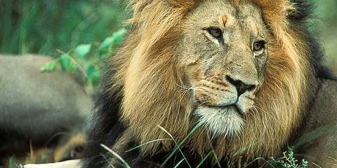 1-Day Kruger Park Sunrise Wildlife Safari Adventure