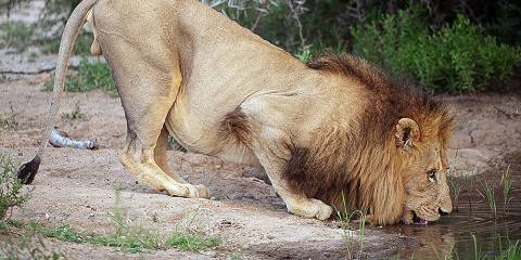 5-Day Luxury Safari in the Klaserie & Timbavati Reserves