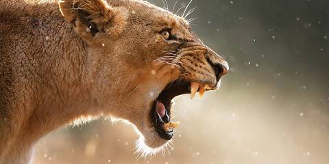 3-Day Pilanesberg Wildlife Resort Safari