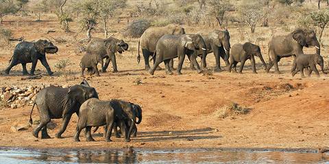 Pilanesberg Wildlife Safari – Big Five Escape