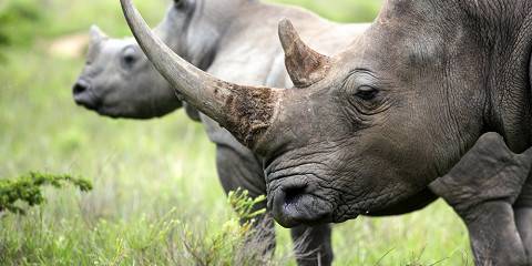 3-Day Kruger Safari and Panorama Route - Midrange