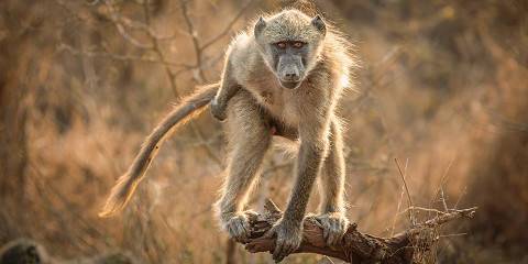5-Day Big Five Kruger & Scenic Panorama Adventure