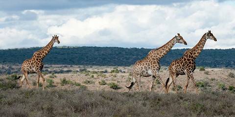 2-Day Kruger National Park Safari
