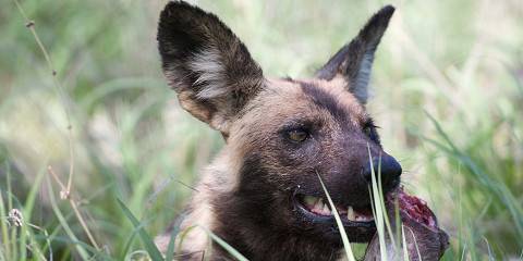 4-Day Tented Sabi Sands & Kruger Park Midrange Safari