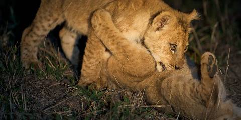 3-Day Kruger Park Safari with Night Drive & Bush Walk