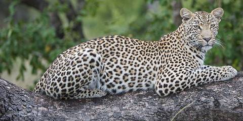 6-Day Kruger, Panorama, Boat Trip, Animal Rescue Centre