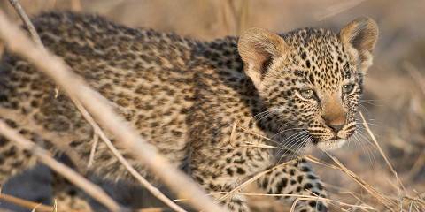 4-Day Midrange Kruger Tented Safari & 2 Sabi Sand Drives