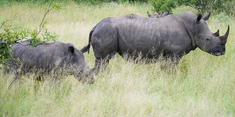Greater Kruger Safari with Xanatseni