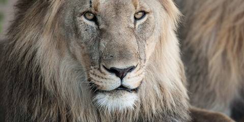 Overnight Safari at Dinokeng Game Reserve