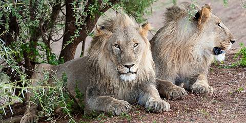 5-Day Malaria-Free Madikwe Safari