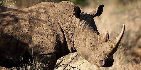 Guided Sunset Game Drive at Dinokeng Game Reserve