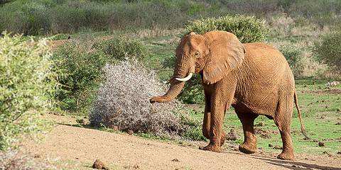 Pilanesberg Big Five Bush Adventure