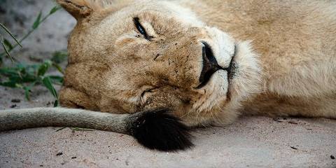 3-Day Lake Manyara, Ngorongoro Crater and Tarangire Tour