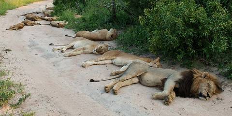 Budget Sekekama Safari Fly in from Cape Town
