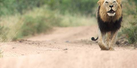 4-Day Eastern Cape Safari with Kariega Main Lodge