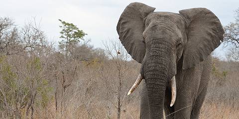 5-Day Kruger Park and Manyeleti Reserve Bongan Lodge