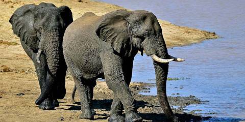 5-Day Amboseli/Nakuru/Masai Mara