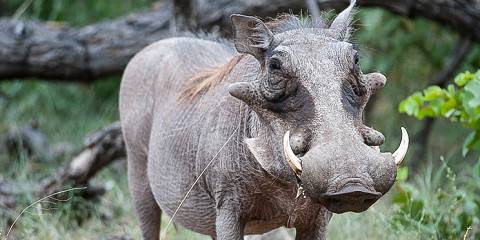 Sabi Sands Elephant Plains Lodge Safari