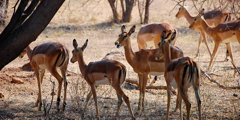 Best Budget Kruger Park Safari