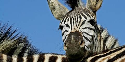 Sabi Sand Safari with Umkumbe Safari Lodge
