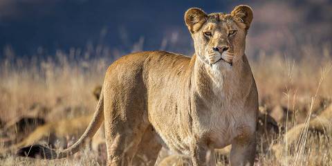 4-Day Kruger Park and Panorama Route Tour from Cape Town