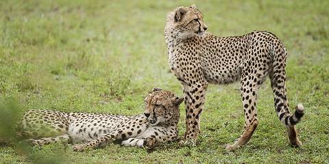 Budget Kruger NP Safari from Johannesburg