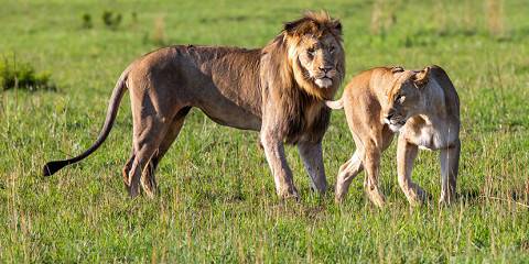 4-Day Pilanesberg Big Five Safari – Budget Adventure