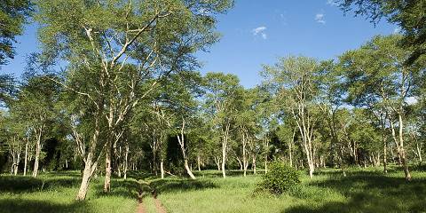 Sabi Sands & Kruger Park Safari Package
