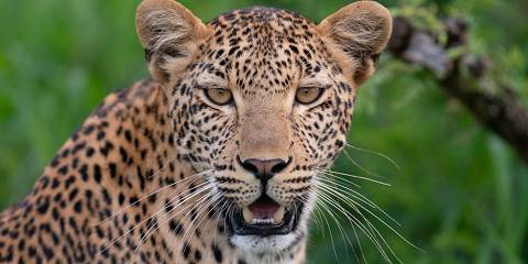 9-Day Classic Sabi Sand, Kruger and Cape Town Safari
