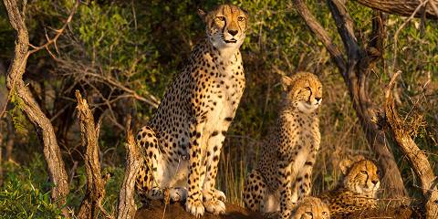 3-Day Panorama Route & Kruger Safari from Johannesburg