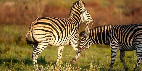 ½-Day Guided Safari Experience in Pilanesberg