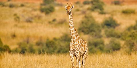 4-Day Luxury Safari at Ivory Tree Game Lodge
