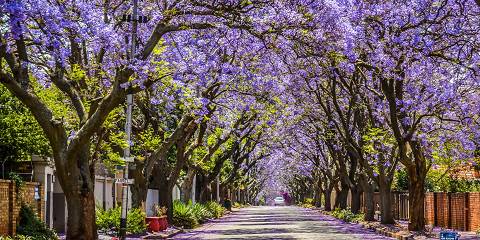 Pretoria Highlights Adventure