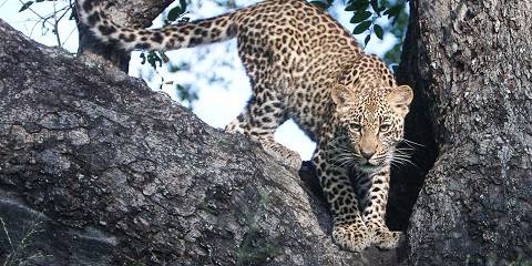 Midrange Kruger Tented Safari & 2 Sabi Sand Drives