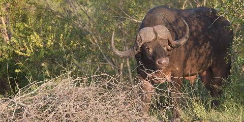 5-Day Kruger Park, Private Lodge & Panorama Route